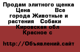 Продам элитного щенка › Цена ­ 30 000 - Все города Животные и растения » Собаки   . Кировская обл.,Красное с.